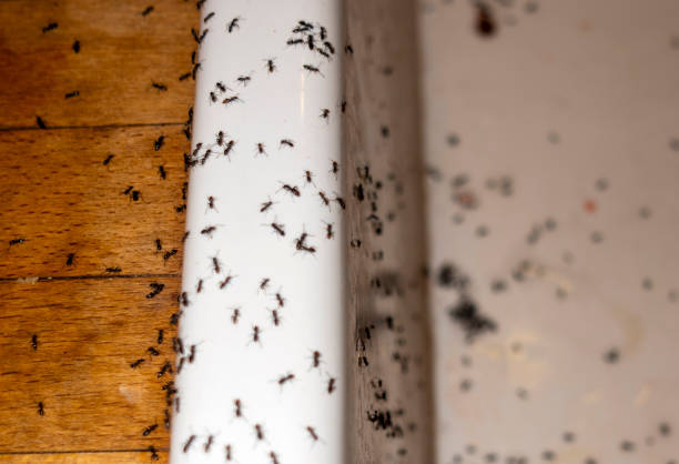 Best Emergency Pest Control  in Milford, DE